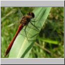 Sympetrum sanguineum - Blutrote Heidelibelle m01.jpg